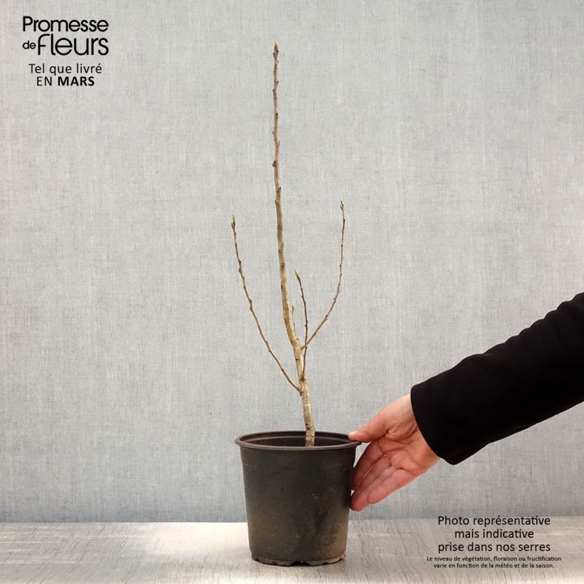 Mespilus germanica - Common Medlar 2L/3L pot sample as delivered in spring