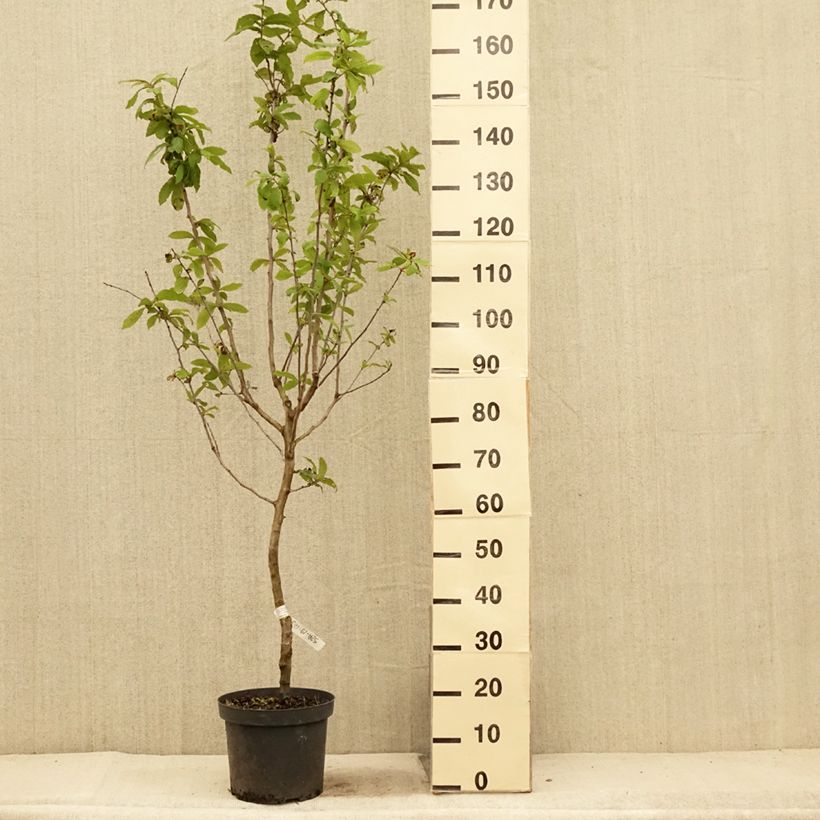 Mespilus germanica - Common Medlar 7.5L/10L pot sample as delivered in summer