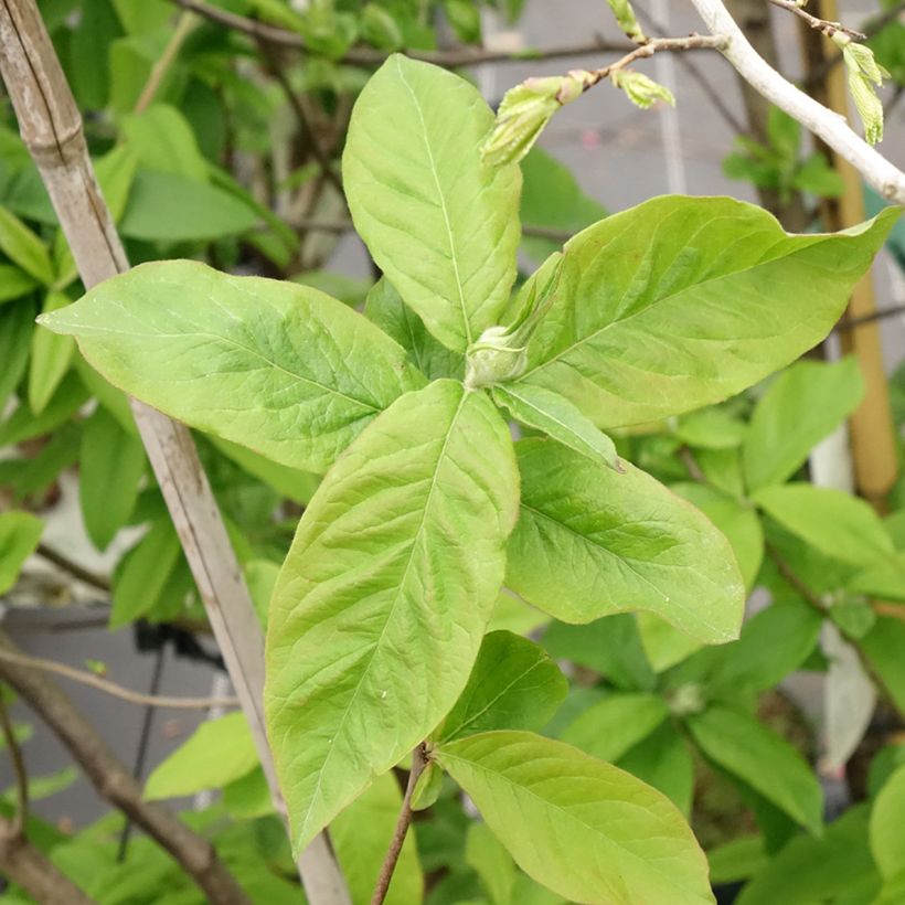 Mespilus germanica - Common Medlar (Foliage)
