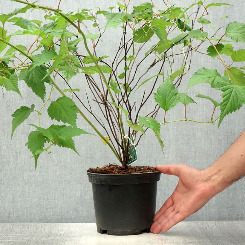 Neillia affinis 2L/3L pot sample as delivered in summer