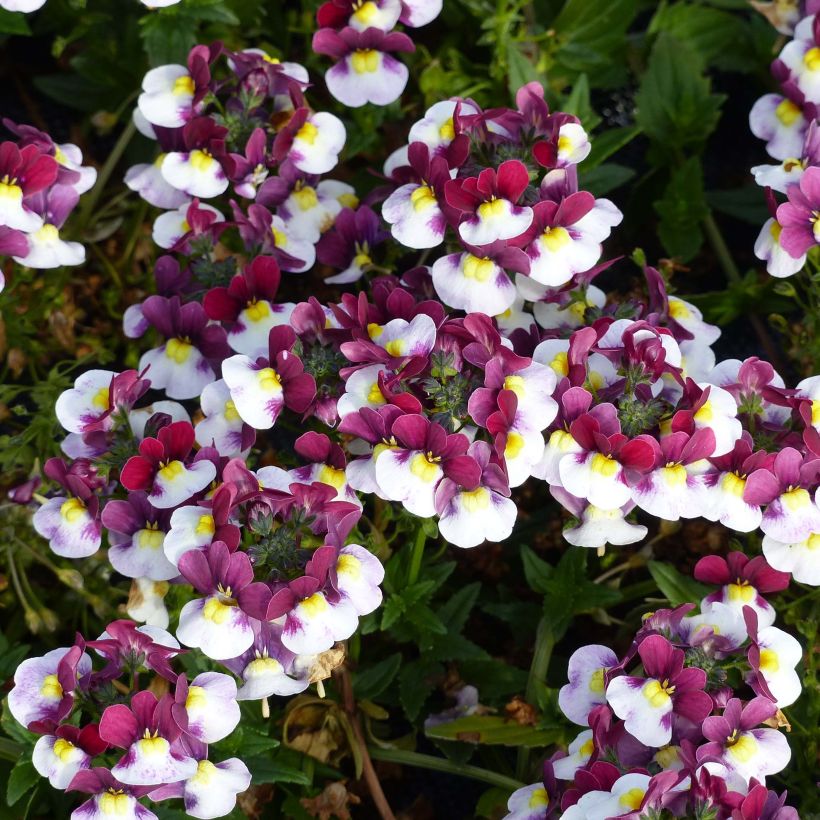 Nemesia Sunpeddle Painted Rose (Flowering)