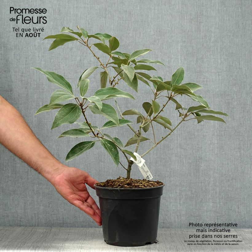 Neolitsea sericea 4L/5L pot sample as delivered in summer