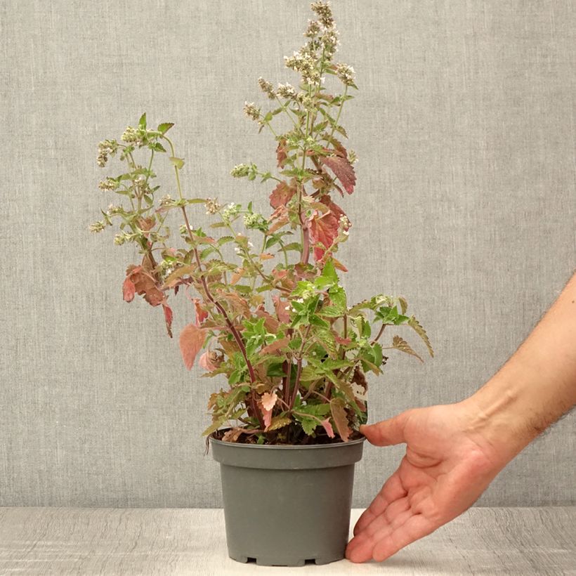 Nepeta cataria Citriodora 1.5L/2L pot sample as delivered in summer