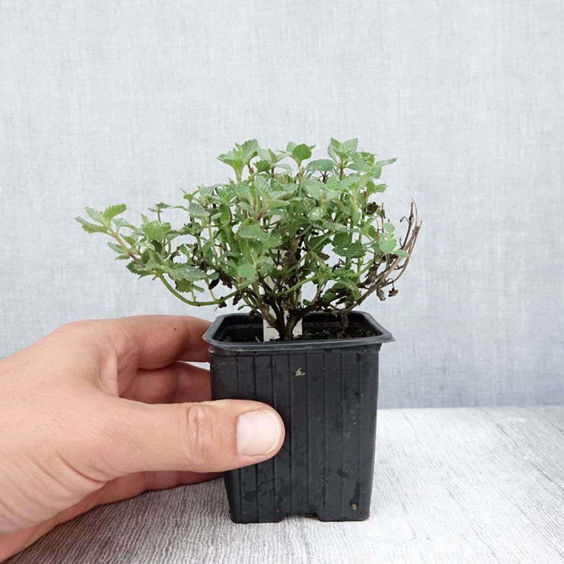 Nepeta faassenii Cats Meow - Catnip 8/9 cm pot sample as delivered in summer