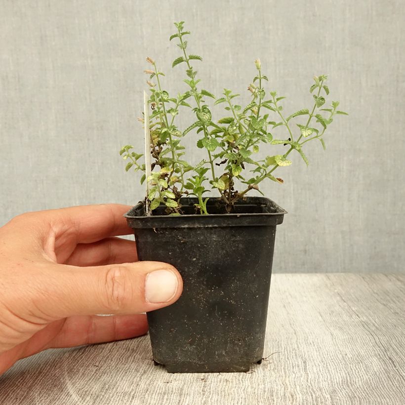 Nepeta faassenii Cats Pajamas - Catnip 8/9 cm pot sample as delivered in summer