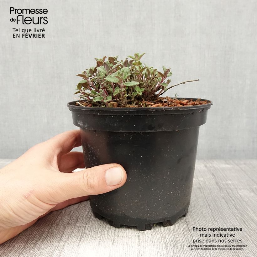 Nepeta faassenii - Catnip 2L/3L pot sample as delivered in winter
