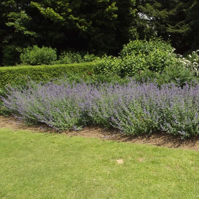 Nepeta faassenii Six Hills Giant - Catnip (Plant habit)