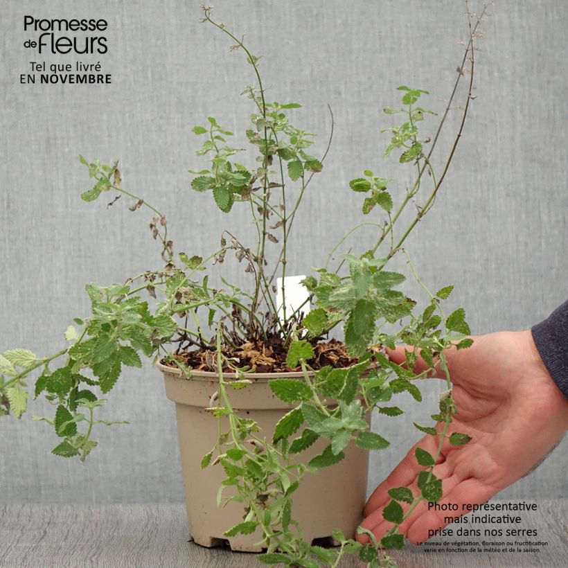 Nepeta faassenii Walkers Low - Catnip 2L/3L pot sample as delivered in autumn