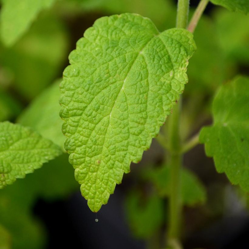 Nepeta govaniana - Catnip (Foliage)