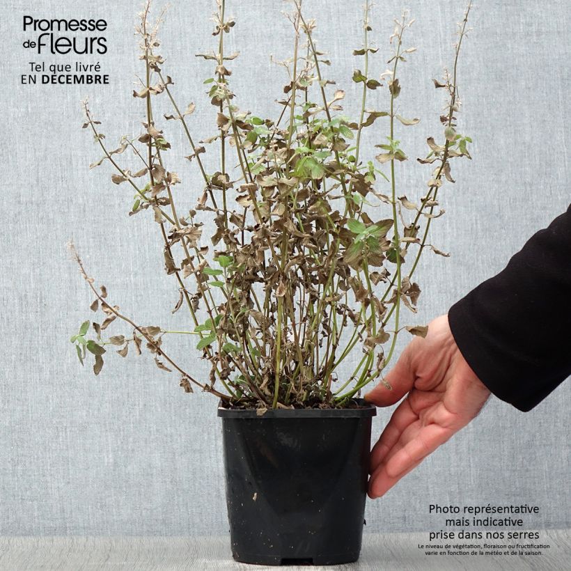 Nepeta grandiflora Summer Magic - Catnip 2L/3L pot sample as delivered in autumn