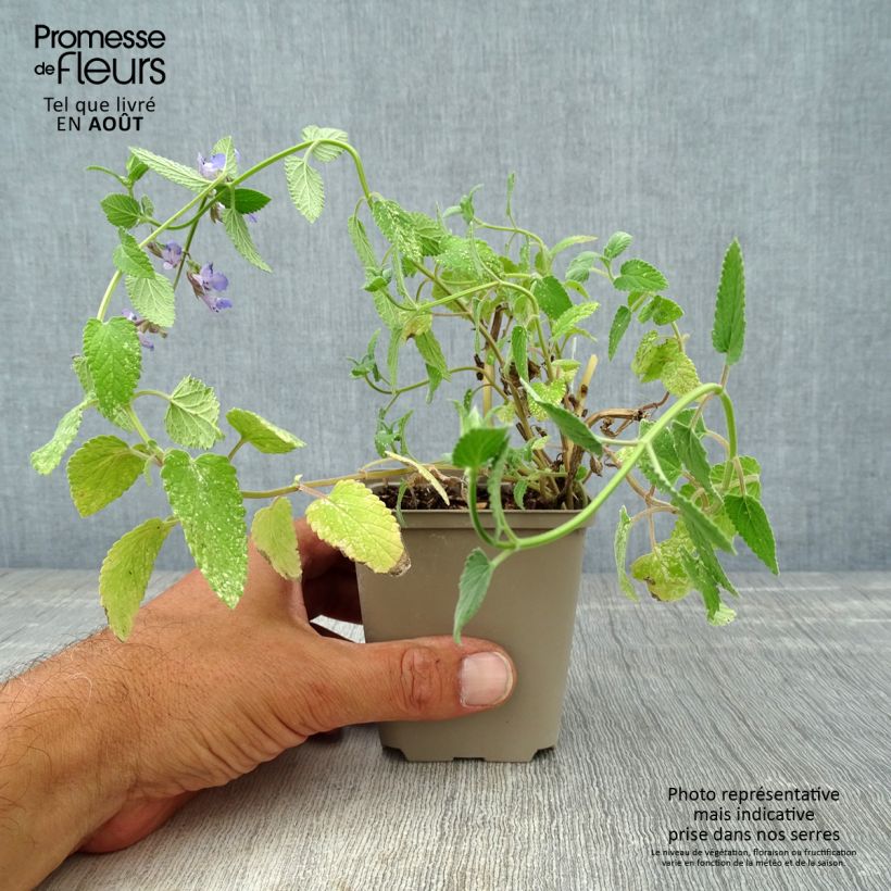 Nepeta grandiflora Wild Cat - Catnip 8/9 cm pot sample as delivered in summer