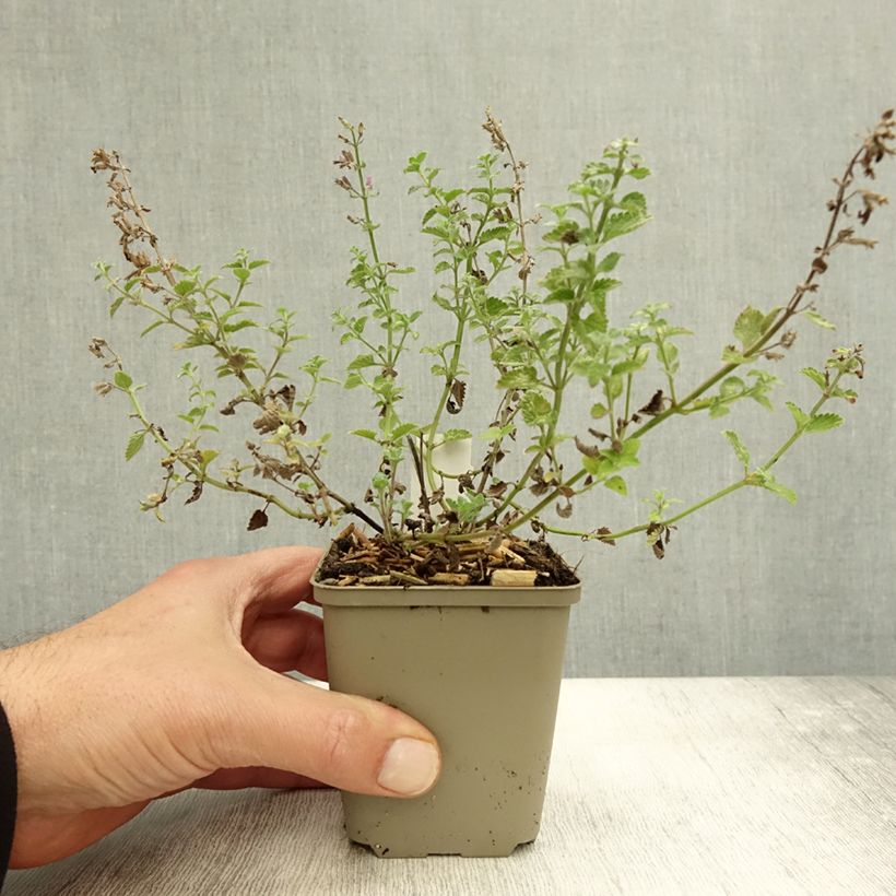 Nepeta faassenii Kit Cat - Catnip 8/9 cm pot sample as delivered in autumn