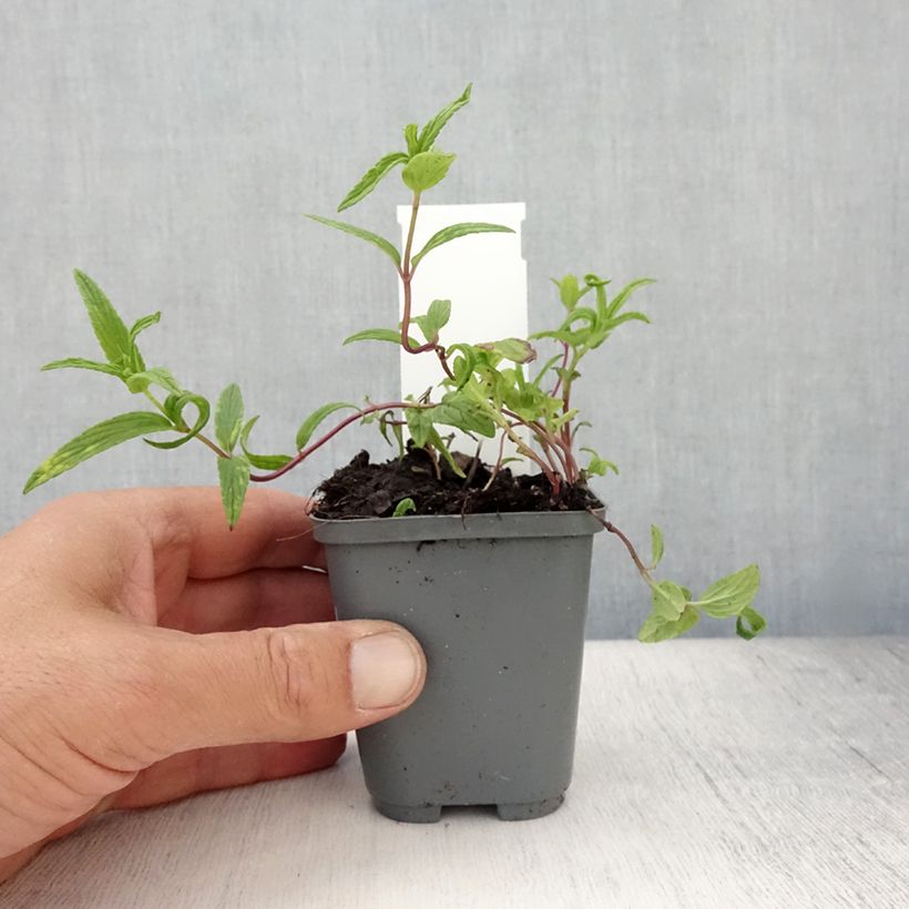 Nepeta nervosa - Catnip 8/9 cm pot sample as delivered in summer