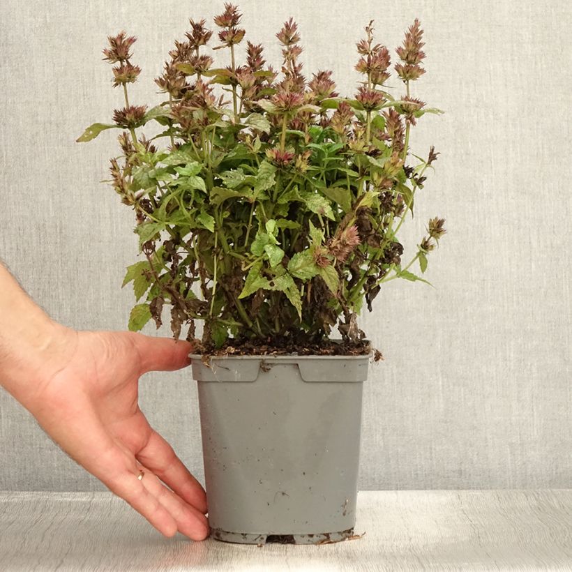 Nepeta nervosa - Catnip 2L/3L pot sample as delivered in summer