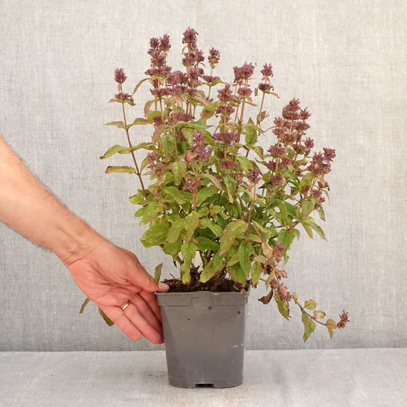 Nepeta Neptune - Catnip 1.5L/2L pot sample as delivered in summer