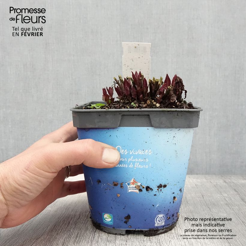 Nepeta Neptune - Catnip 1.5L/2L pot sample as delivered in winter