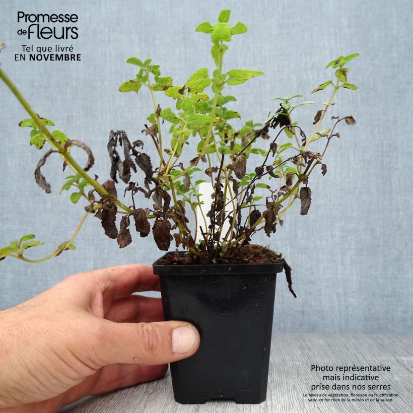 Nepeta racemosa Grog - Catnip 8/9 cm pot sample as delivered in autumn