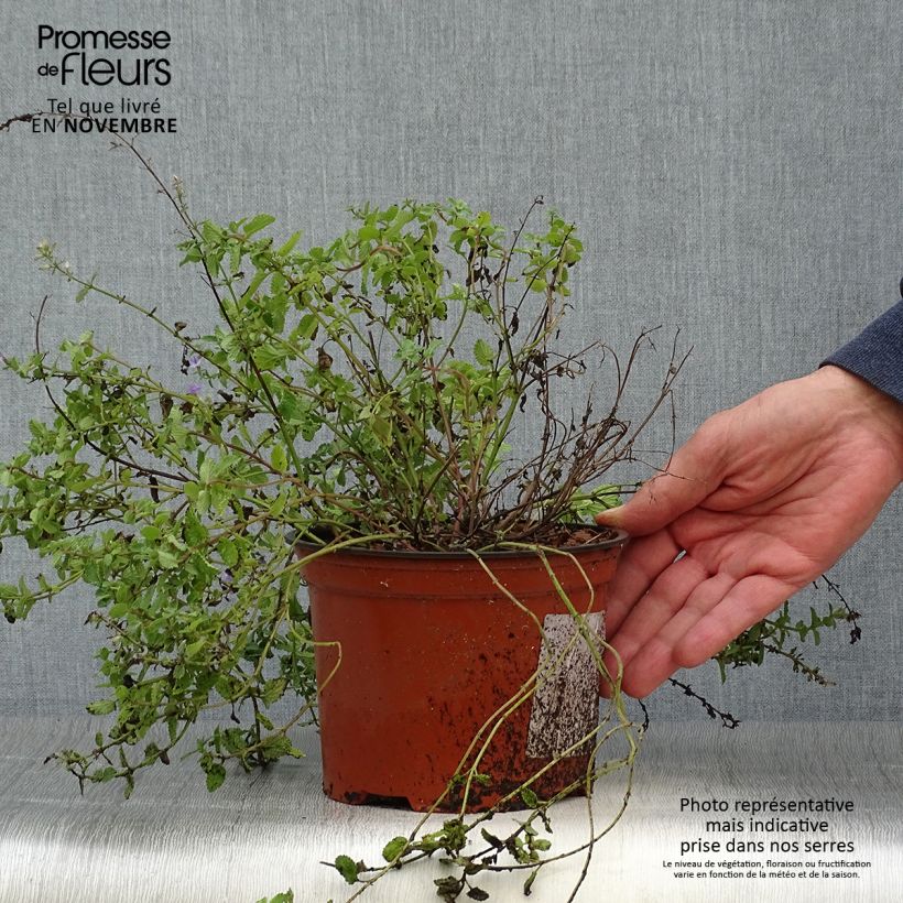 Nepeta racemosa Grog - Catnip 2L/3L pot sample as delivered in autumn