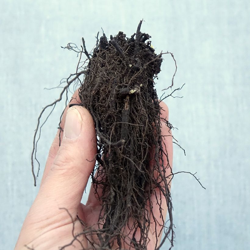 Nepeta racemosa Snowflake - Catnip Bare root sample as delivered in winter