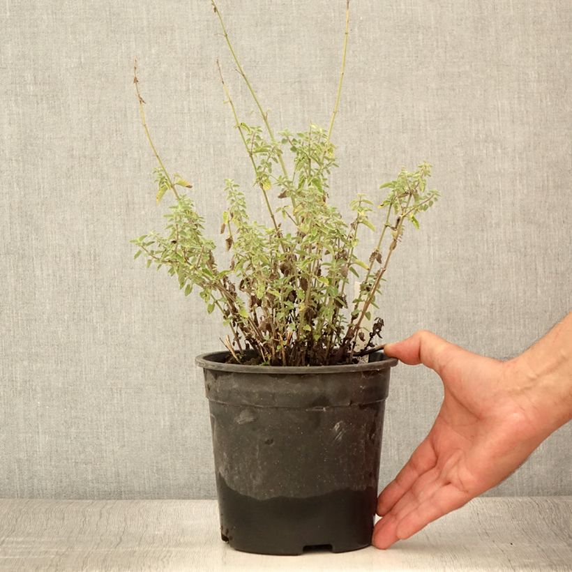 Nepeta faassenii Dropmore - Catnip 2L/3L pot sample as delivered in summer