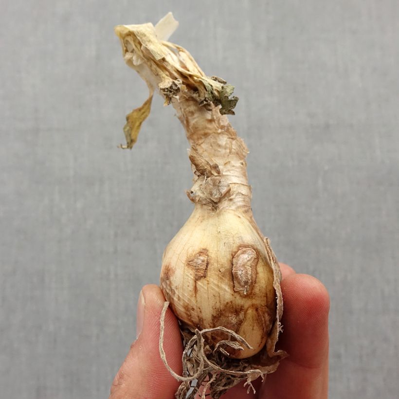 Nerine bowdenii Pink Triumph Bulb size 12+ sample as delivered in spring