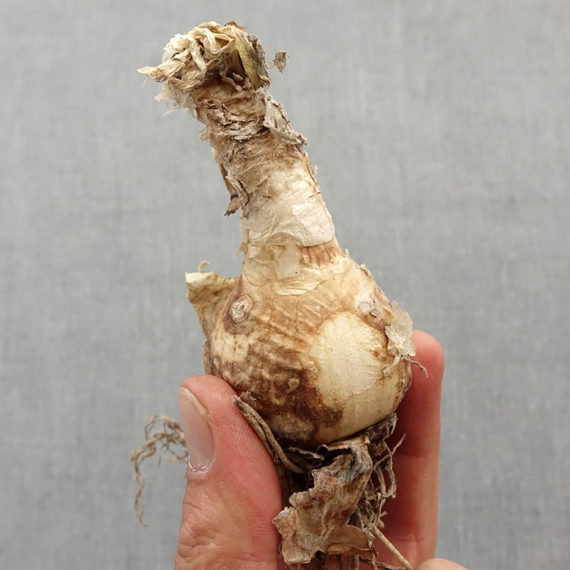 Nerine bowdenii Bulb size 12+ sample as delivered in spring