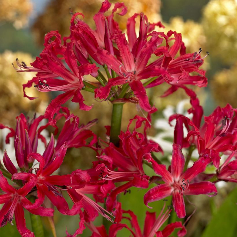 Nerine Pearls of Cherry (Flowering)