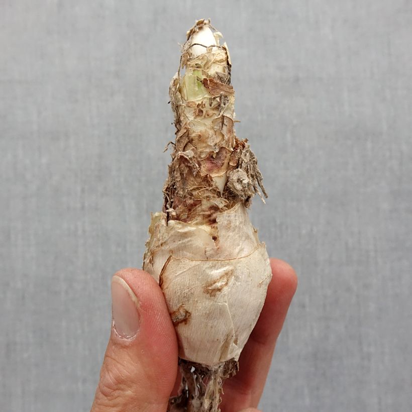 Nerine Pearls of Cherry Bulb size 12+ sample as delivered in spring