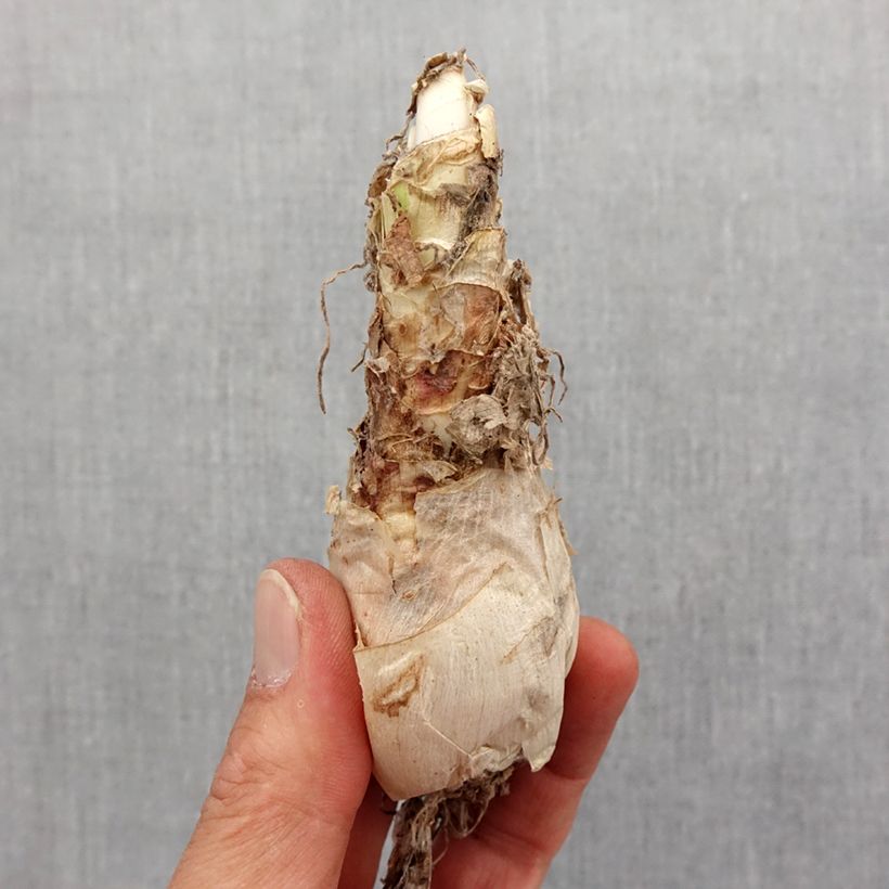 Nerine flexuosa pink Bulb size 12+ sample as delivered in spring