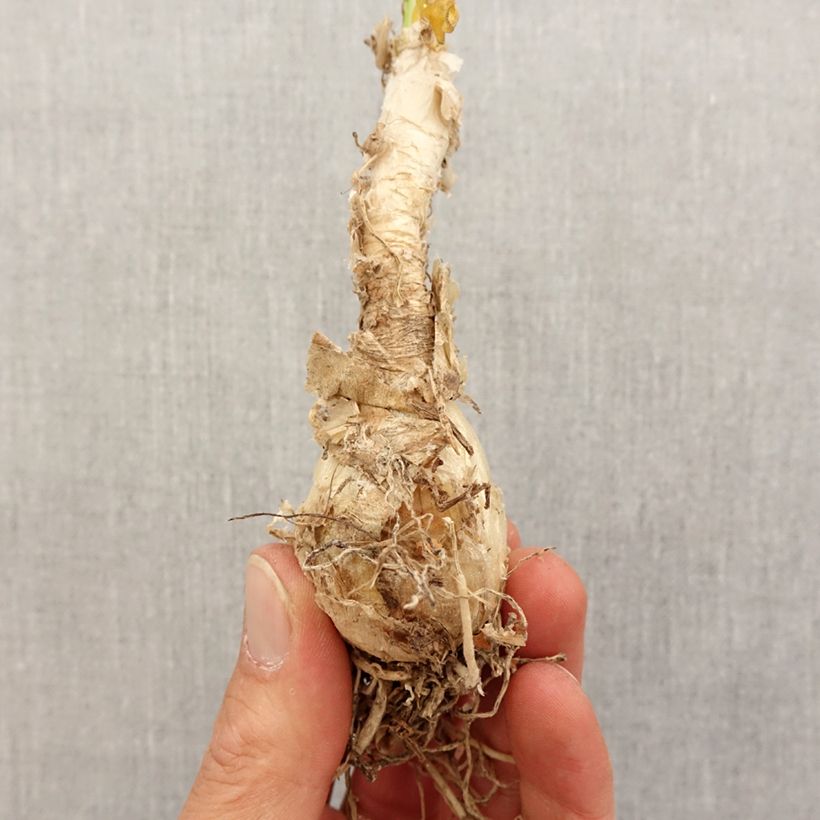 Nerine Blanche Bulb size 13+ sample as delivered in spring