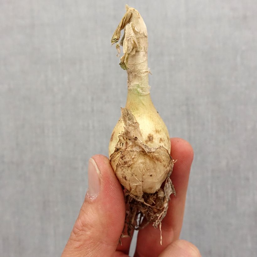 Nerine undulata Bulb size 12+ sample as delivered in spring