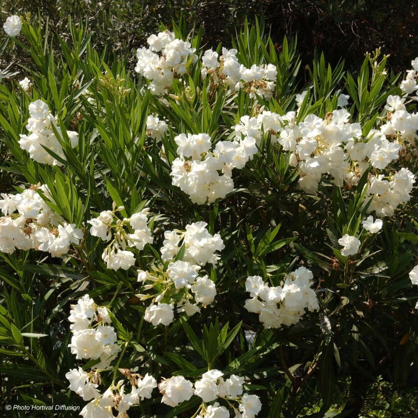 Nerium oleander Blanc (Flowering)