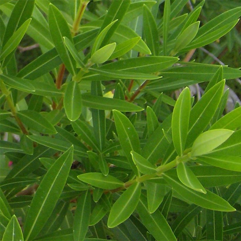 Nerium oleander Blanc (Foliage)