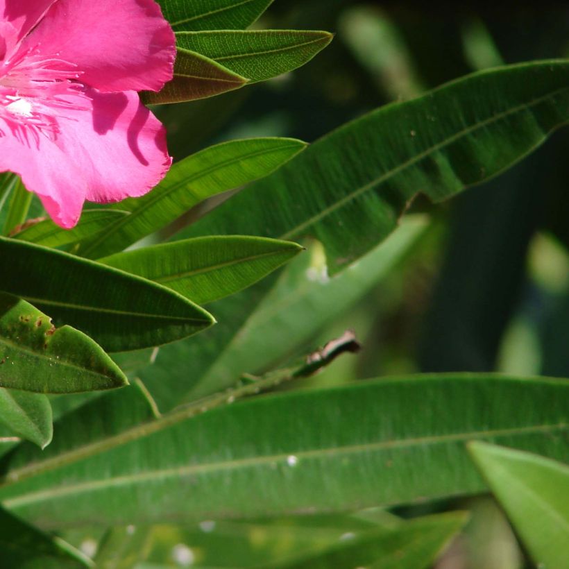 Rose Bay - Nerium oleander Red Single (Foliage)