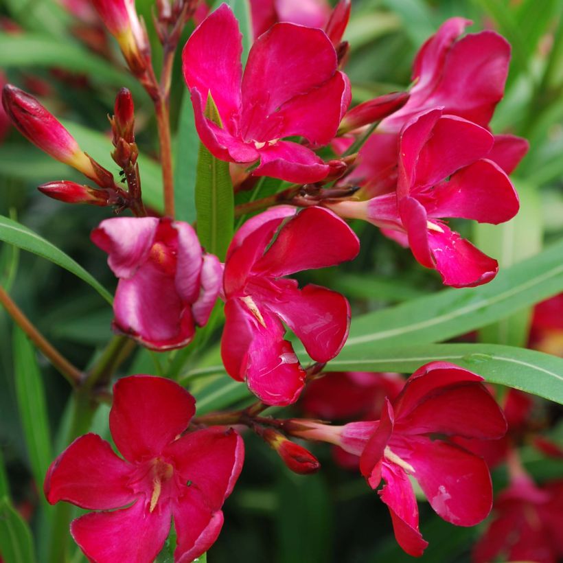 Rose Bay - Nerium oleander Red Single (Flowering)