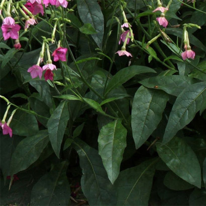 Nicotiana alata Vedado Rose Pink (Foliage)