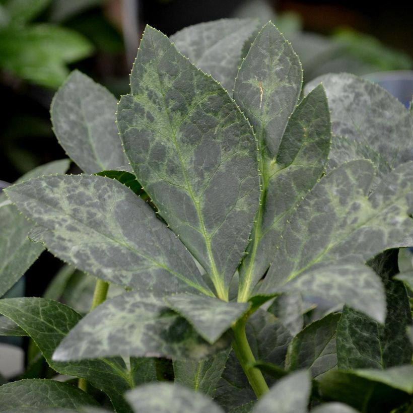 Helleborus nigercors White Beauty (Foliage)