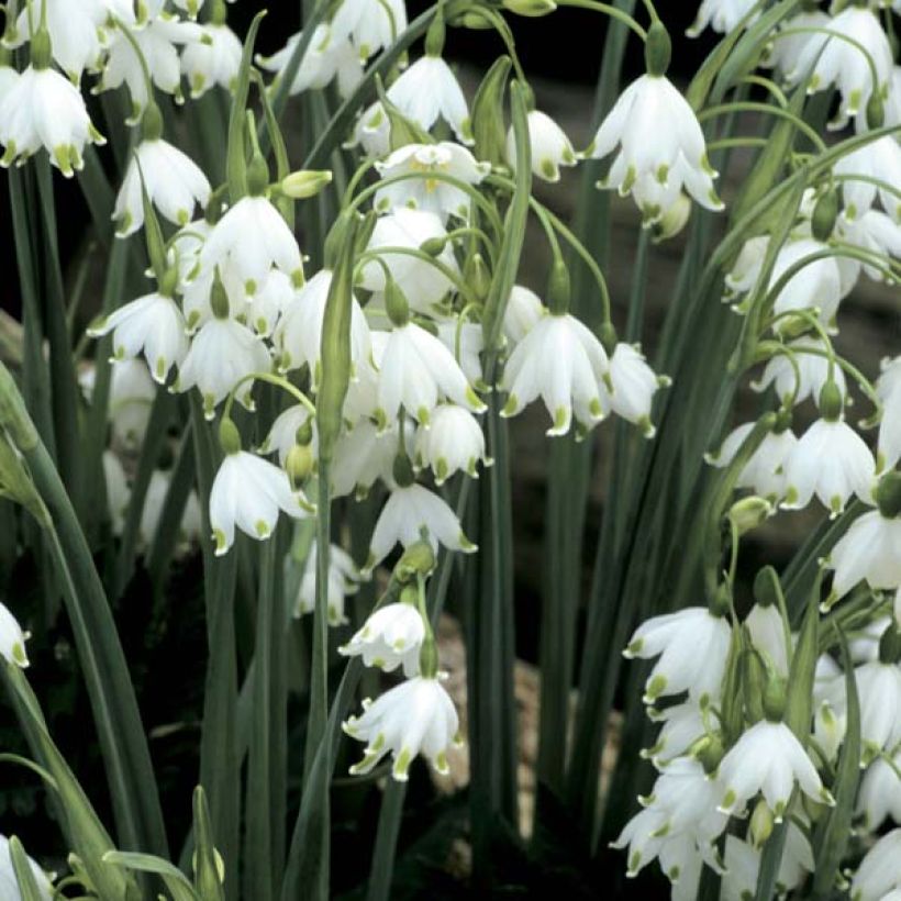 Leucojum aestivum Gravetye Giant - Summer Snowflake (Flowering)