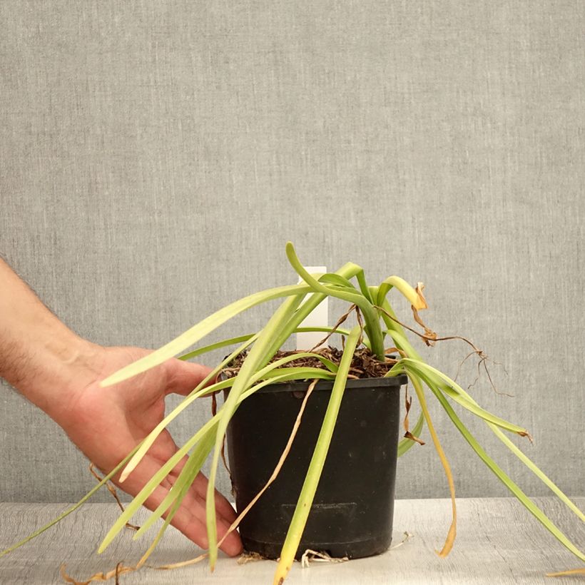 Leucojum aestivum 'Bridesmaid' 2L/3L pot sample as delivered in summer