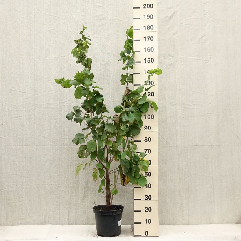 Corylus avellana - Common Hazel 7.5L/10L pot sample as delivered in summer