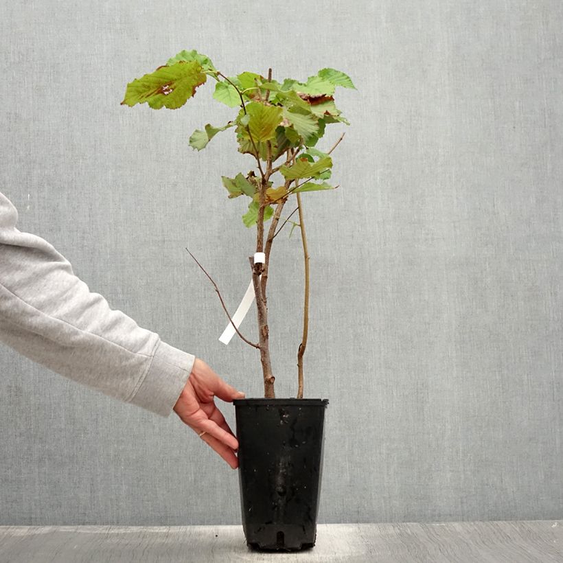 Common Hazel Longue d'Espagne - Corylus avellana 3L/4L pot, Bush sample as delivered in summer