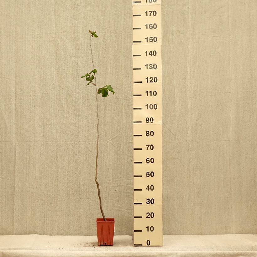 Corylus avellana Tonda Gentile Romana 1.5L/2L pot sample as delivered in autumn