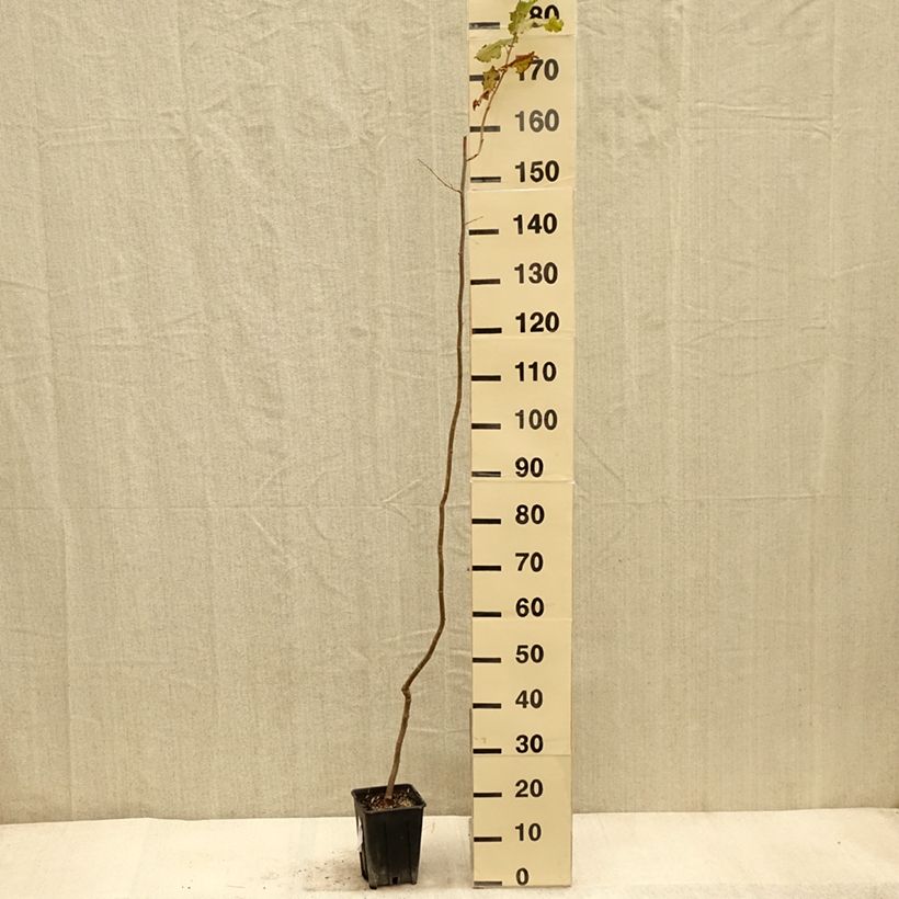 Corylus avellana Tonda Gentile Trilobata 1.5L/2L pot sample as delivered in autumn