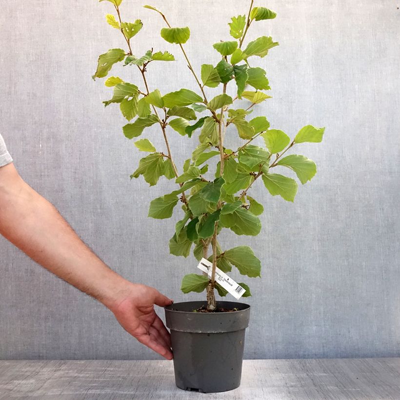 Hamamelis intermedia Westerstede - Witch Hazel 3L/4L pot sample as delivered in summer