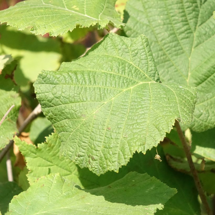 Common Hazel Fertile de Coutard - Corylus avellana (Foliage)