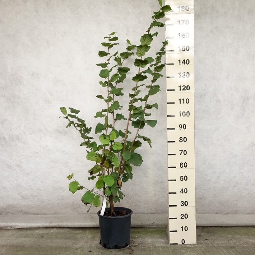 Hazel Merveille de Bollwiller - Corylus maxima 7.5L/10L pot sample as delivered in summer