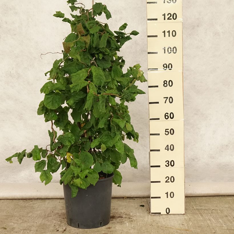 Corylus avellana Contorta - Common Hazel 7.5L/10L pot sample as delivered in summer