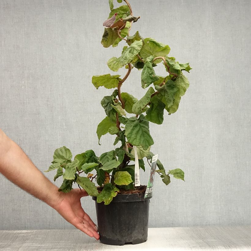 Corylus avellana Red Majestic - Common Hazel 3L/4L pot sample as delivered in summer