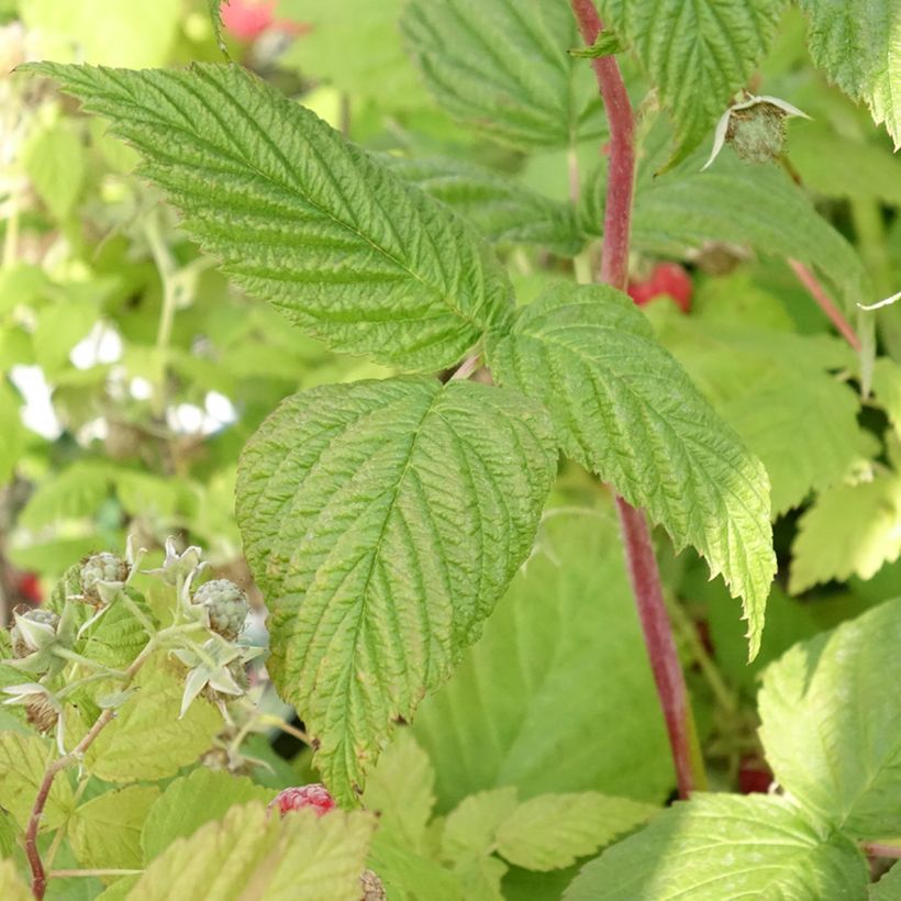 Corylus avellana Red Majestic - Common Hazel (Foliage)
