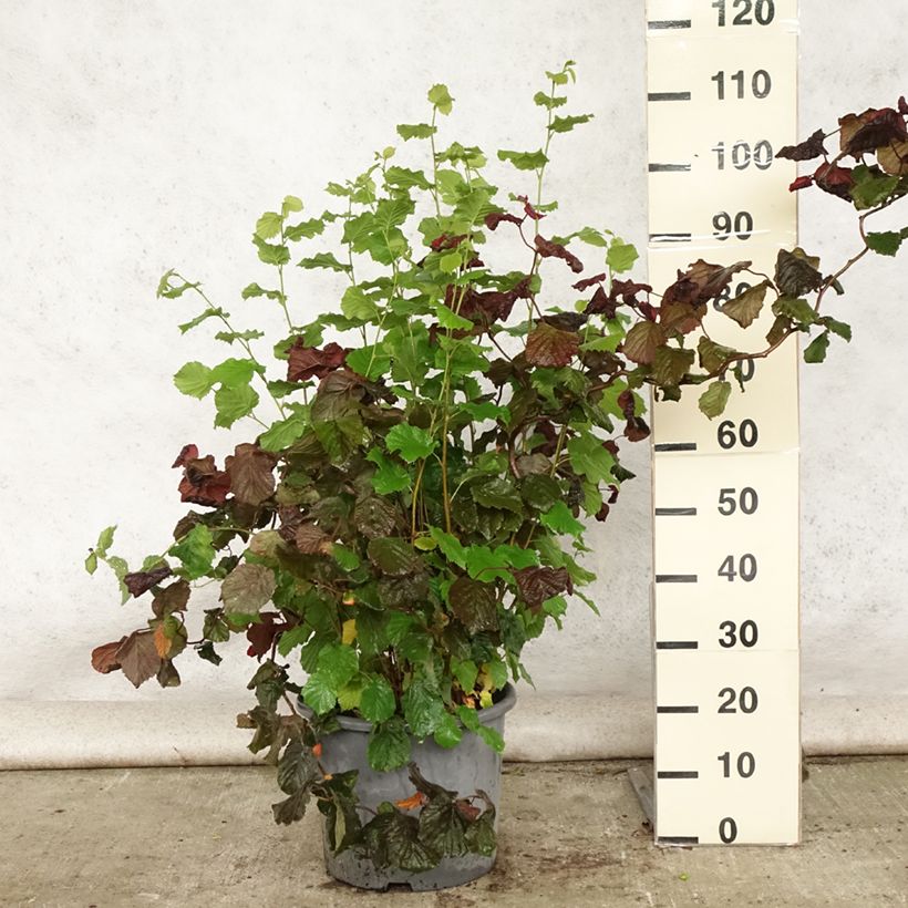 Corylus avellana Red Majestic - Common Hazel 7.5L/10L pot sample as delivered in summer